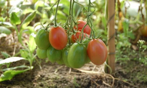 tomatoes 950723 1920